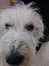 Cooper