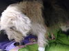 Cooper