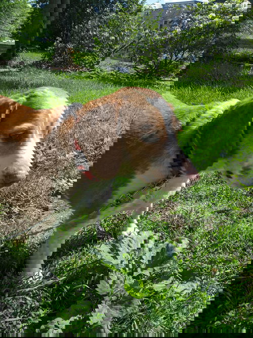 Bella the Beagle
