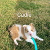 Cadie