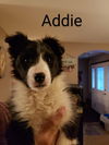 Addie