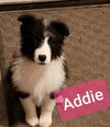 Addie