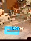 Clover