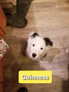 Guinness