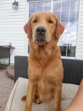 Bella Golden
