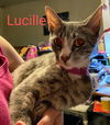 Lucille