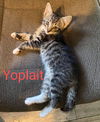 Yoplait