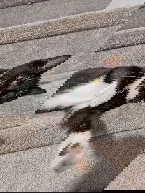 Tux