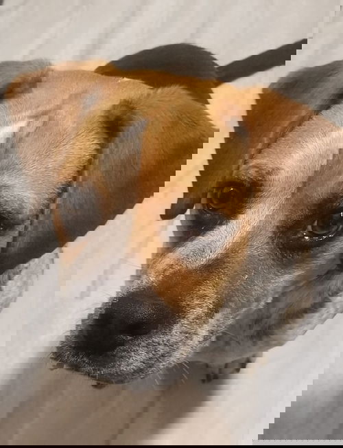 Ranger
