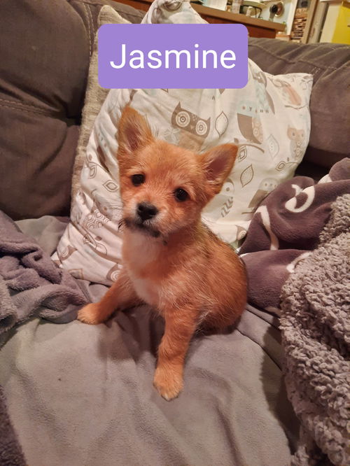 Jasmine