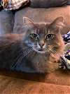 adoptable Cat in li, GA named Apryl