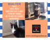 Walter - Photo 1
