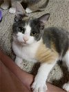 adoptable Cat in lewistown, PA named Sarafina