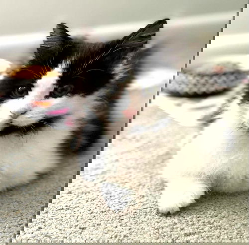 Max