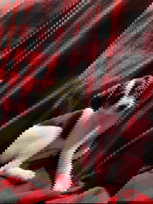Harlequin