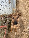 adoptable Dog in lewistown, PA named UBBA