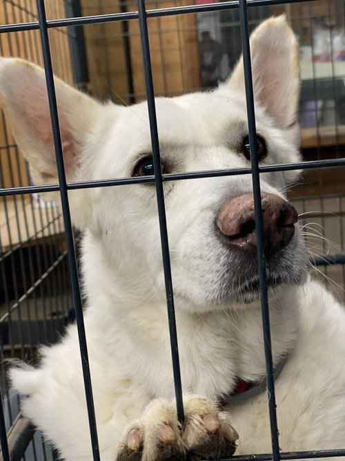 Toby GSD — thumbnail 26