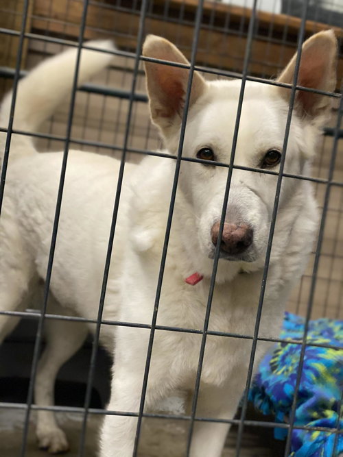 Toby GSD — thumbnail 27