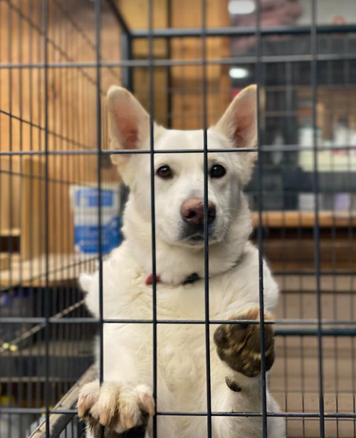 Toby GSD — thumbnail 28