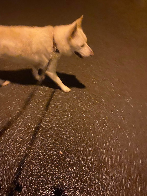 Toby GSD