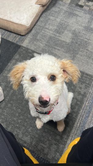 Milo