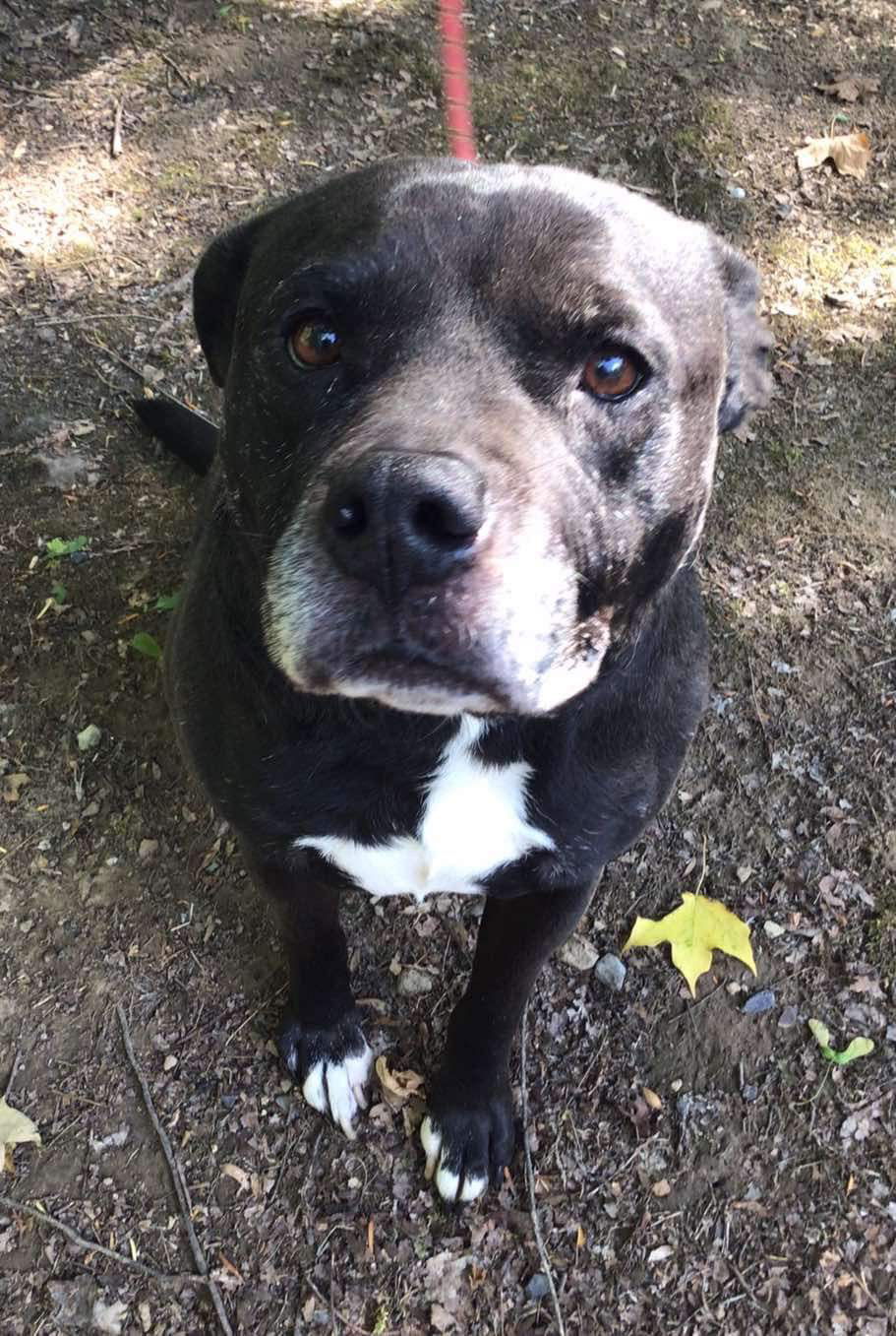 adoptable Dog in Lewistown, PA named Wilson