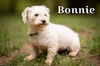 adoptable Dog in Lewistown, PA named Bonnie