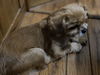Bandit