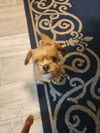 Bandit