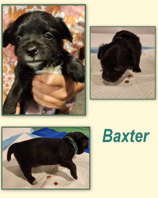 Baxter