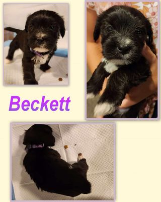 Beckett