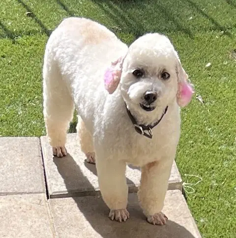 Laveena - Poodle (unknown type)