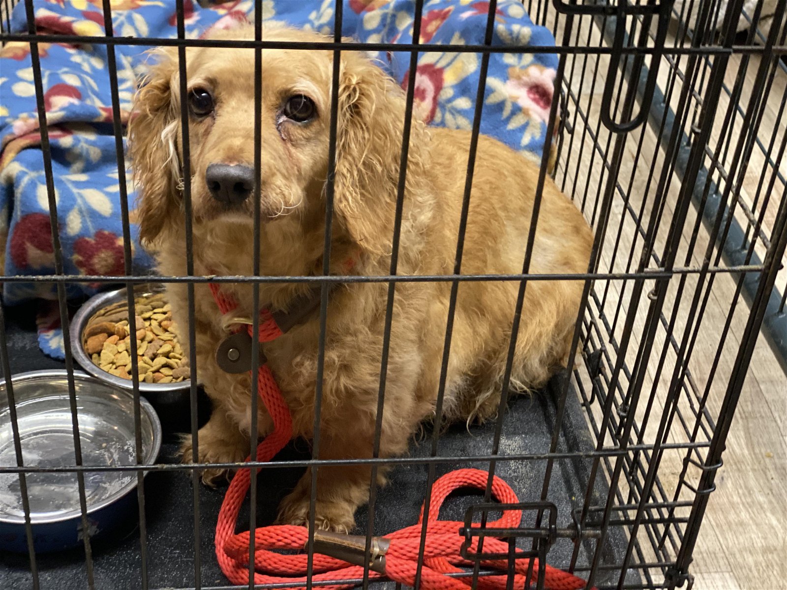 adoptable Dog in Lewistown, PA named Lyndsay
