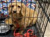 adoptable Dog in lewistown, PA named Lyndsay