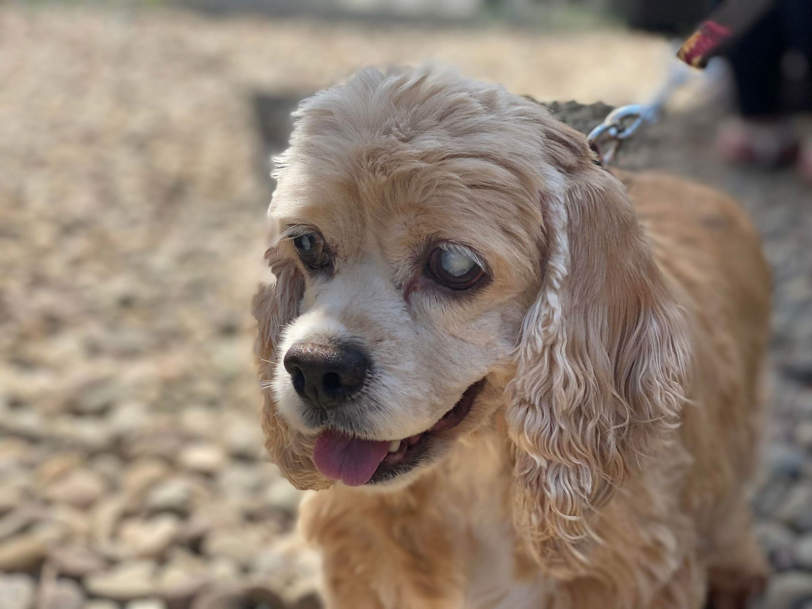 adoptable Dog in Lewistown, PA named Valerie