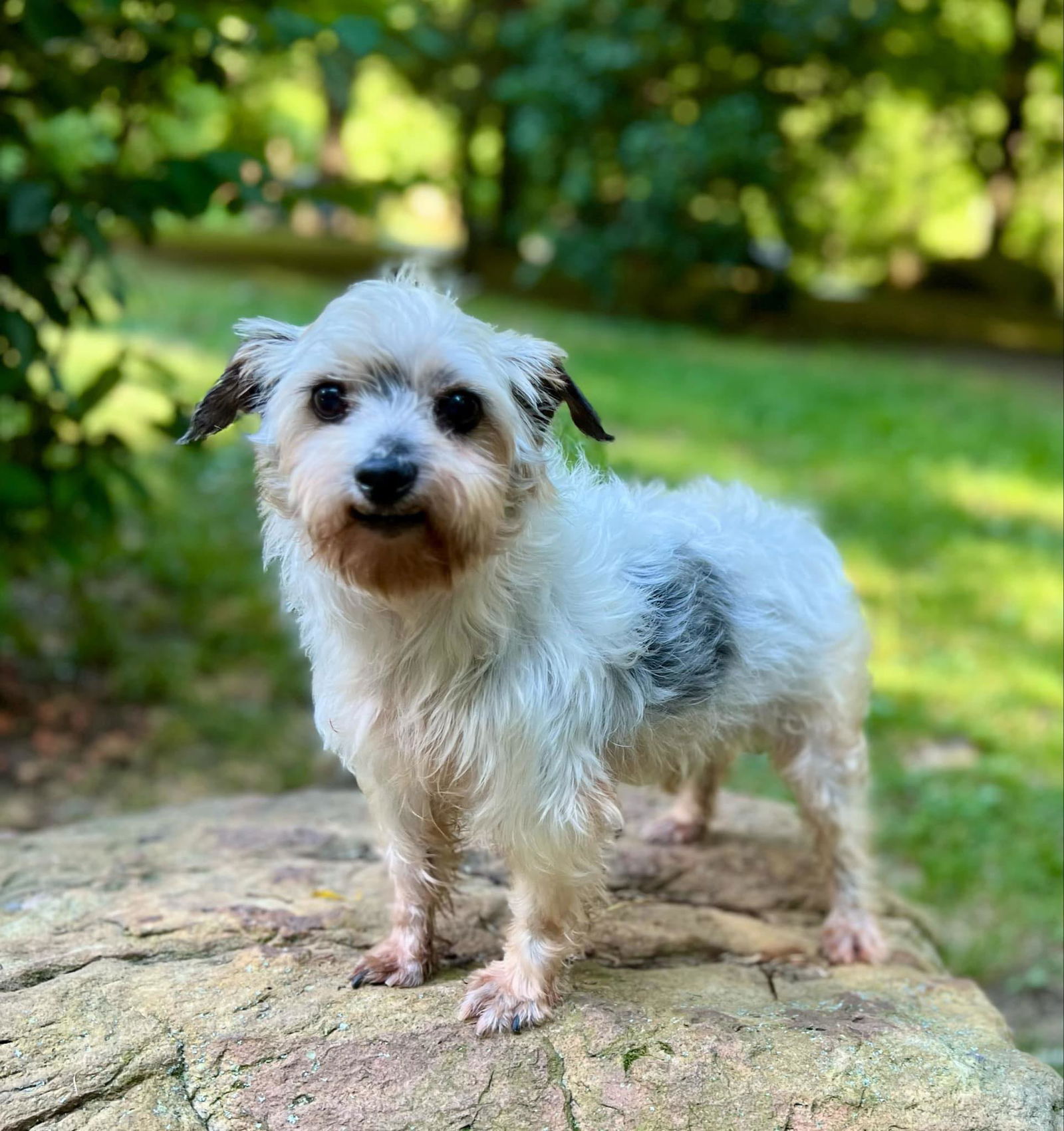 adoptable Dog in Lewistown, PA named Franklin