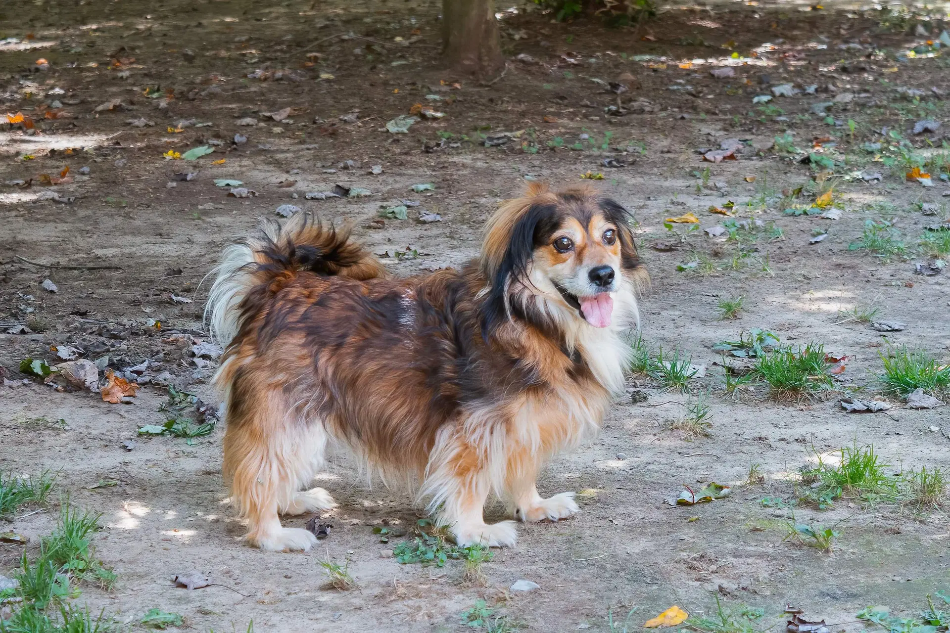 Moko - Dachshund