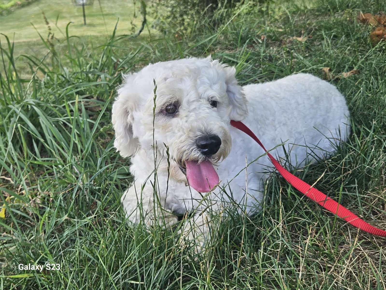 adoptable Dog in Red Lion, PA named Tuxedo