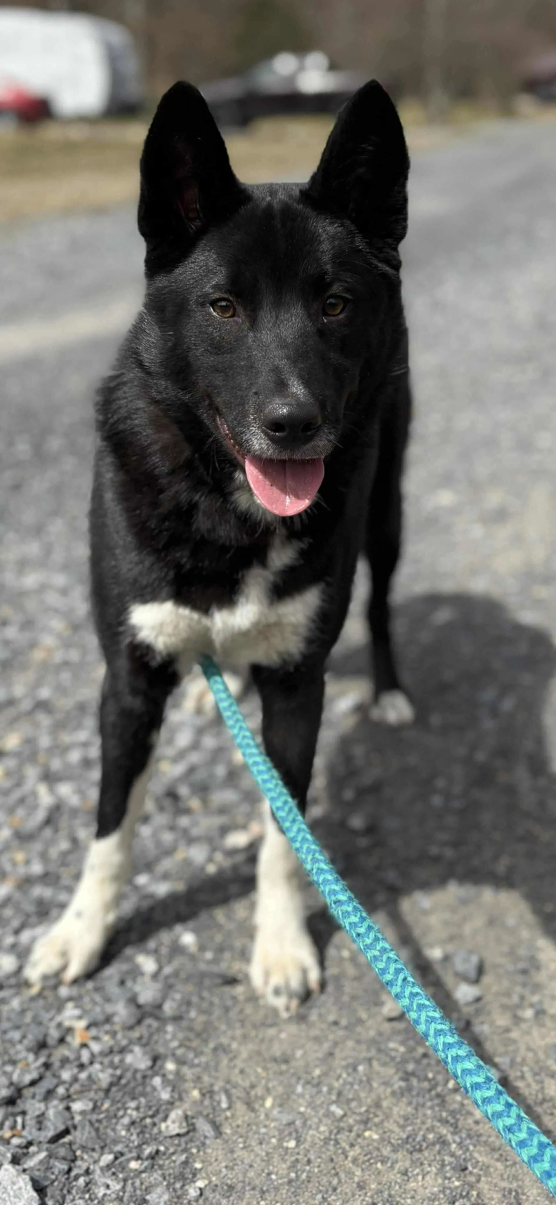 Milton - Border Collie