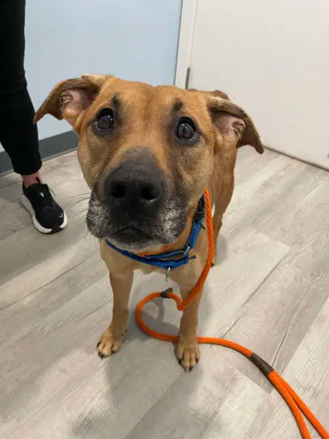 Myla image 3