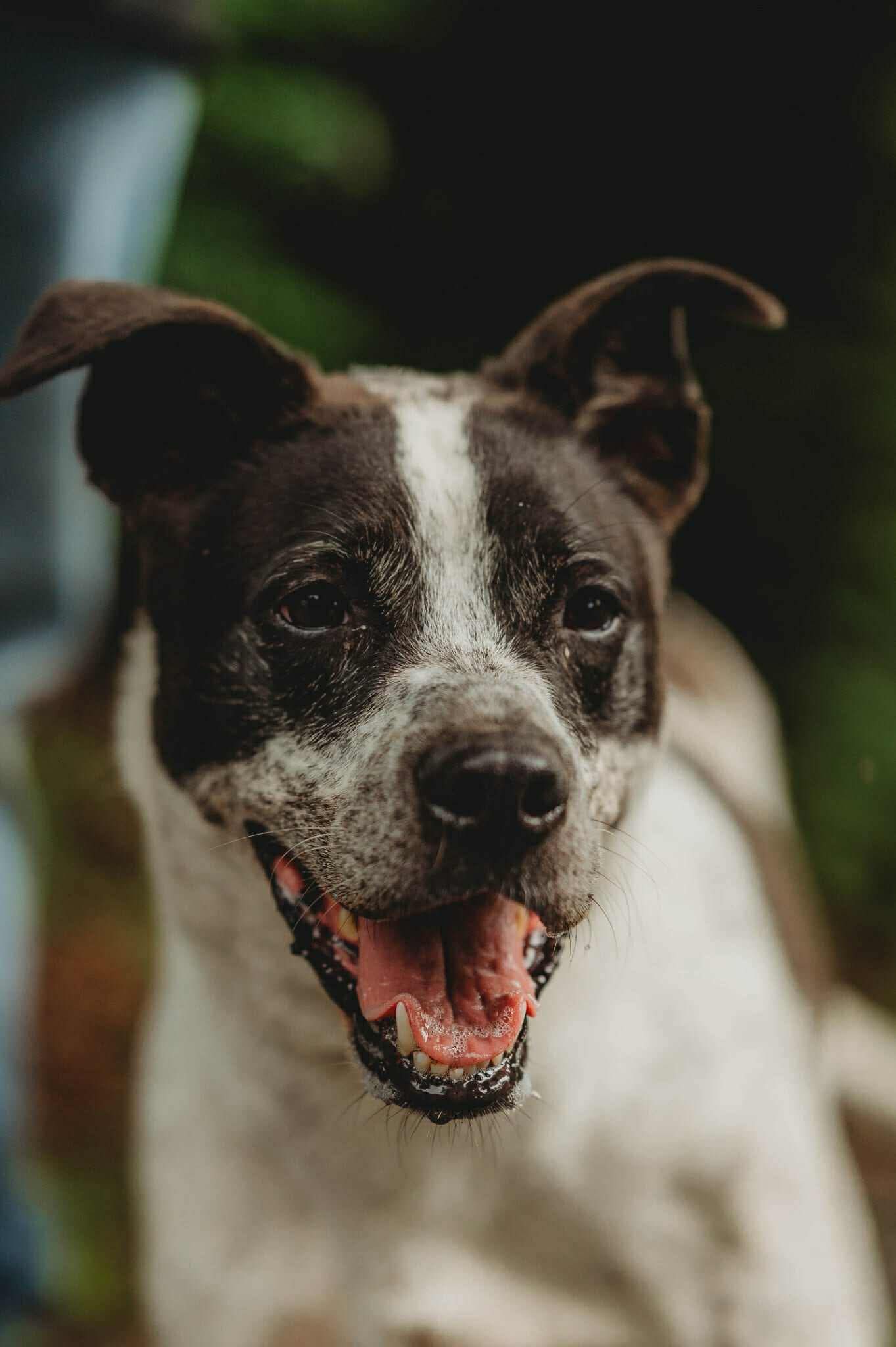 Nash