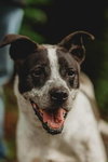 Nash