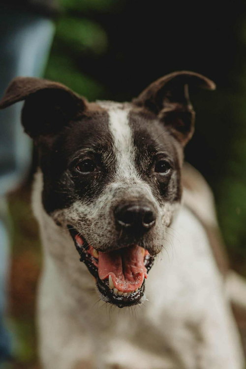 picture of the dog needing adoption