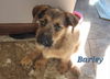 Barley