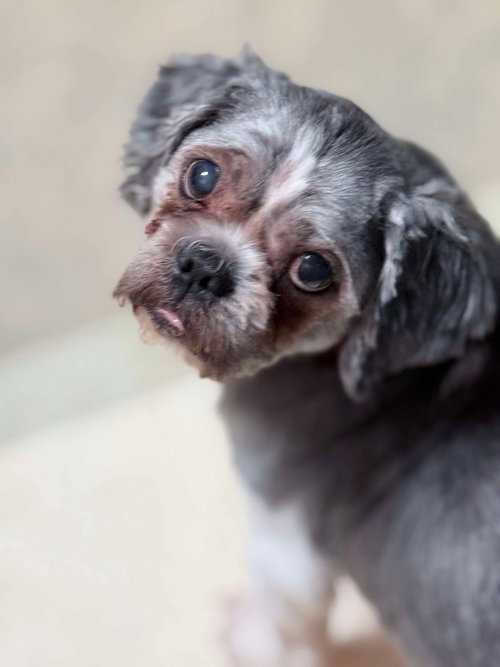 picture of the dog needing adoption