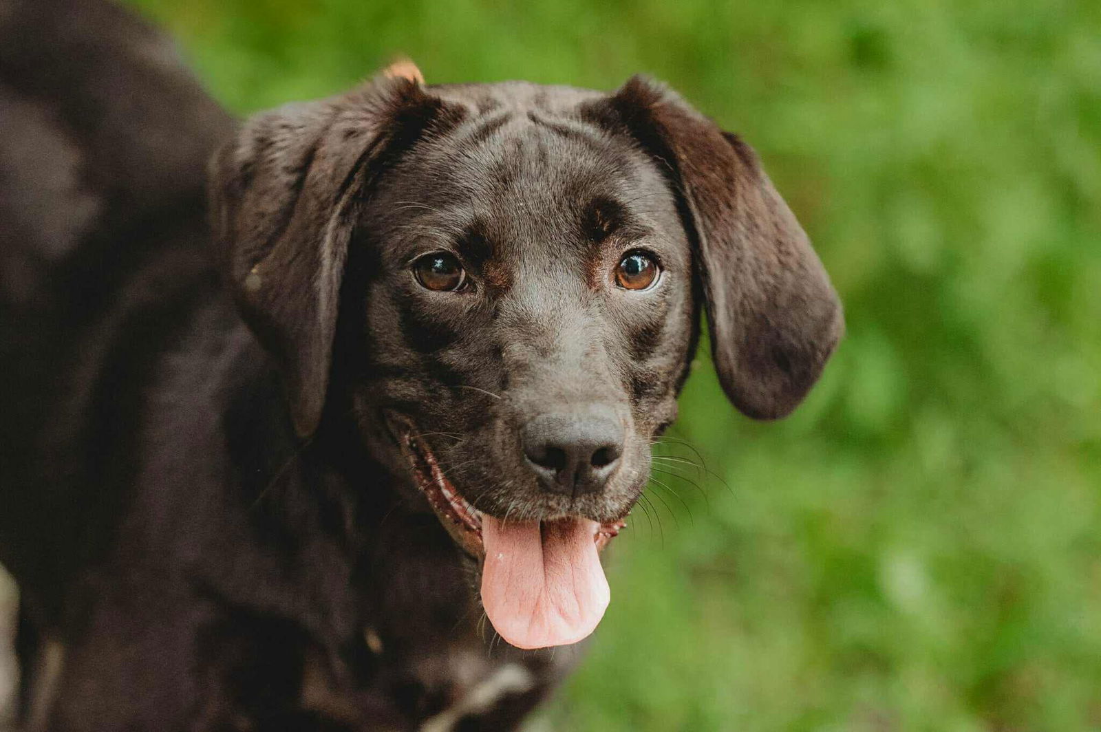 adoptable Dog in Lewistown, PA named Lacy Sue