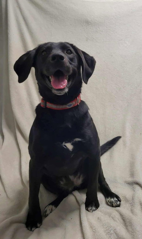 picture of the dog needing adoption