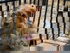 Alf