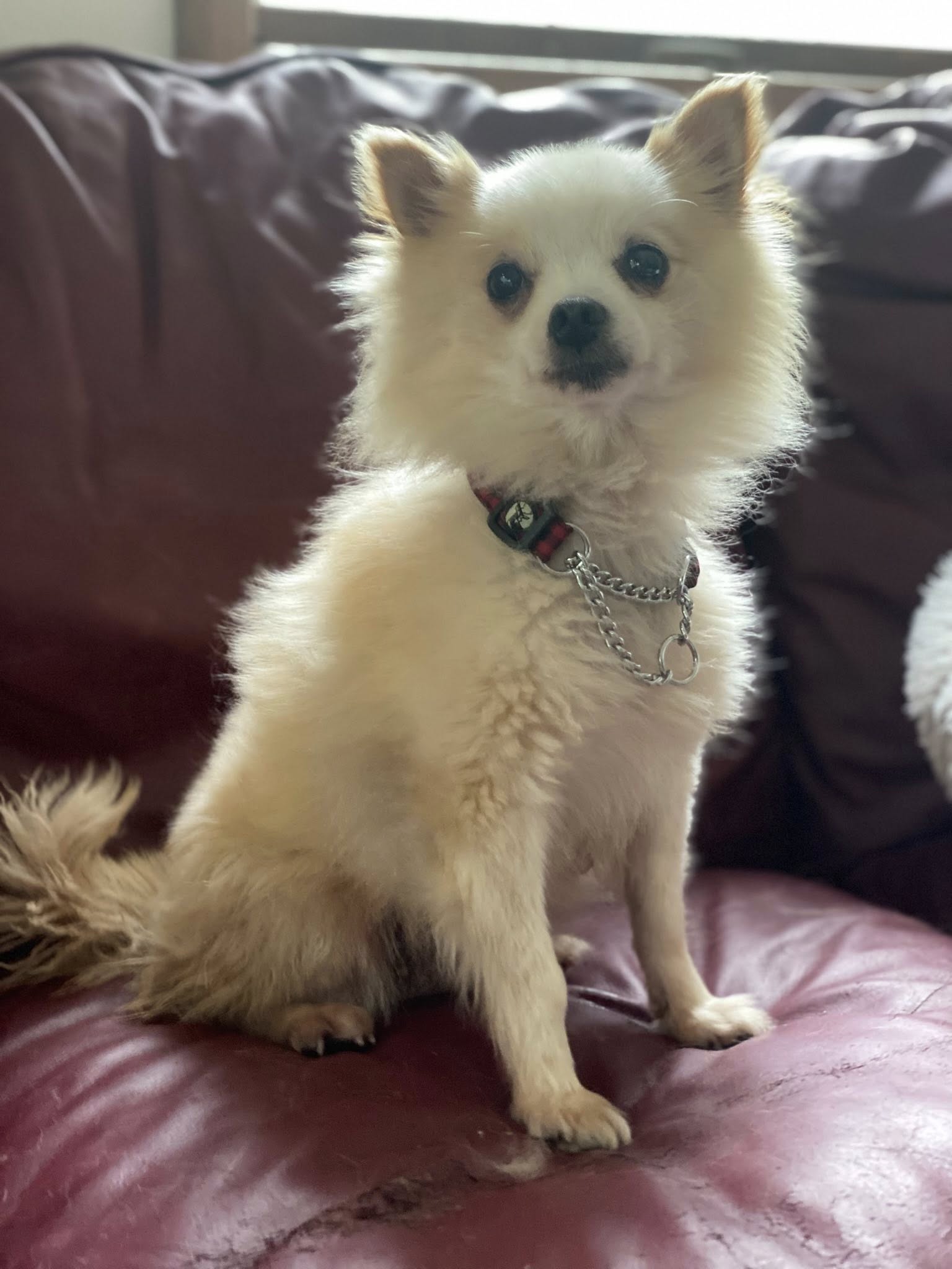 adoptable Dog in Lewistown, PA named Misty