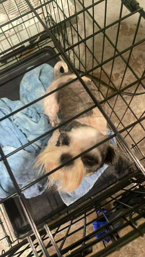 picture of the dog needing adoption